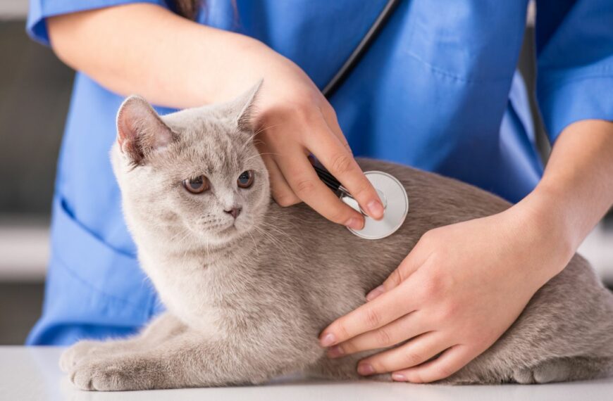 Detect and Treat Bacterial Urinary Tract Infections in Pets